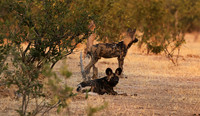 Tembo Plains