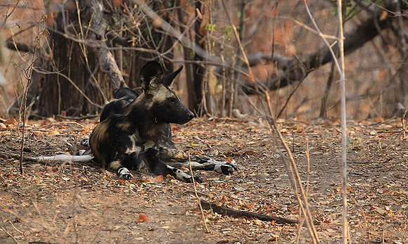 Mana Pools National Park