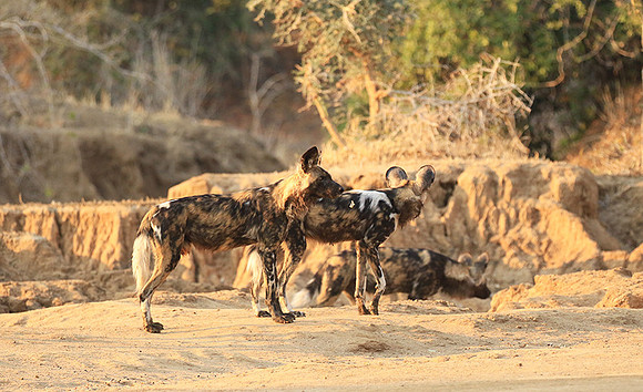 Mana Pools National Park
