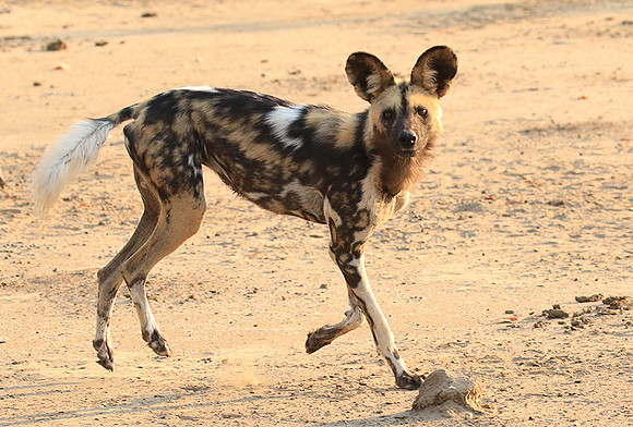 Mana Pools National Park