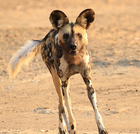 Mana Pools National Park