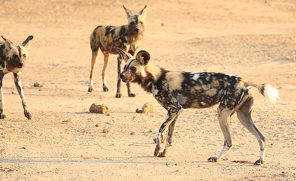 Mana Pools National Park