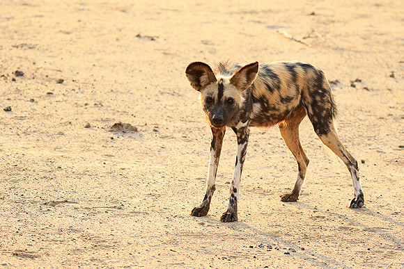 Mana Pools National Park
