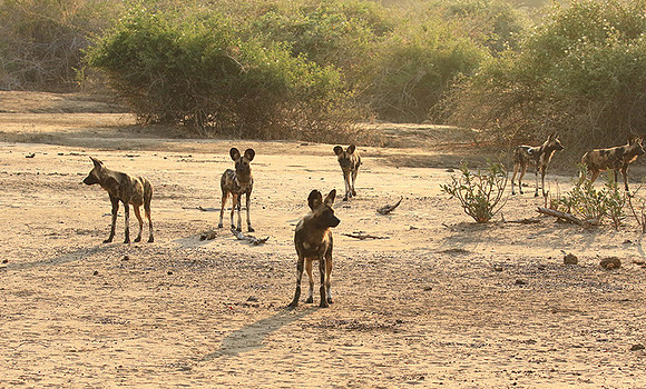 Mana Pools National Park