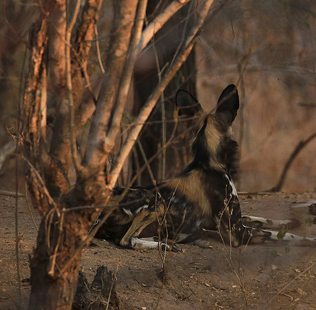 Mana Pools National Park