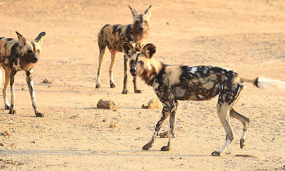 Mana Pools National Park