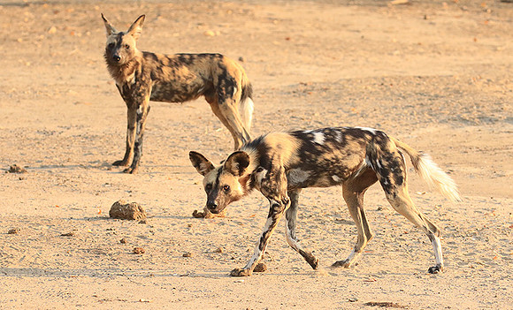 Mana Pools National Park