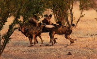 Tembo Plains