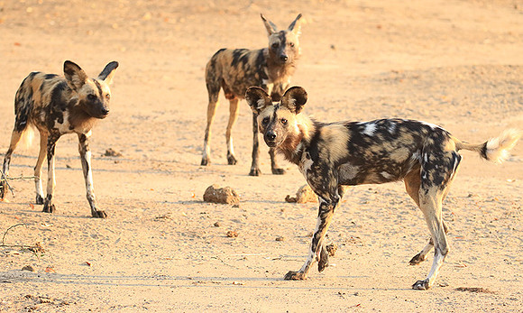 Mana Pools National Park
