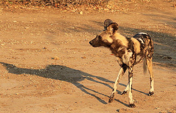 Mana Pools National Park