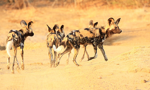 Mana Pools National Park
