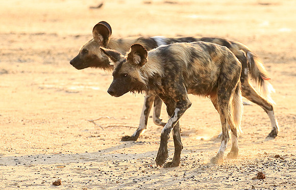 Mana Pools National Park