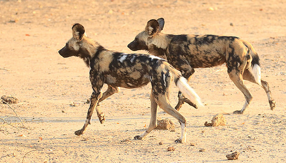 Mana Pools National Park