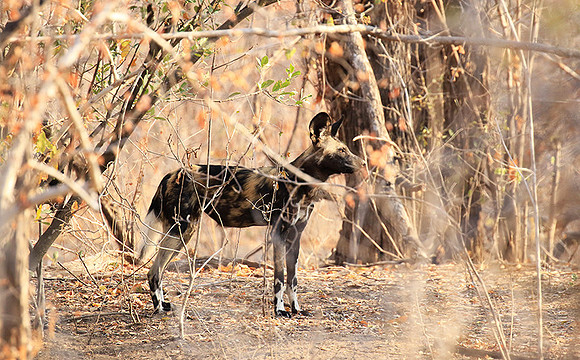 Mana Pools National Park