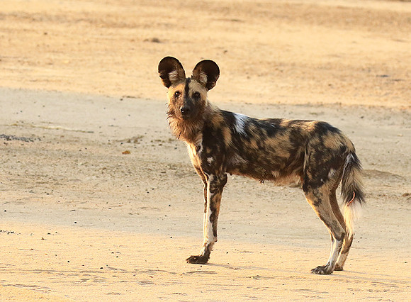Mana Pools National Park