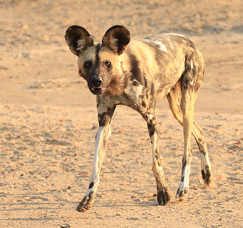 Mana Pools National Park
