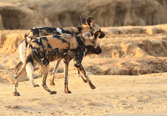 Mana Pools National Park