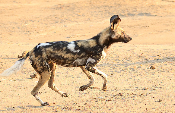 Mana Pools National Park
