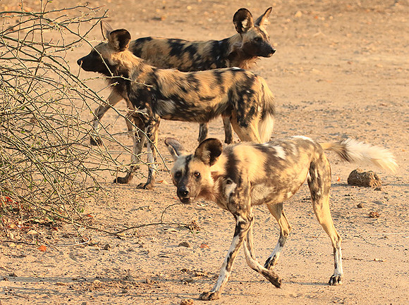 Mana Pools National Park