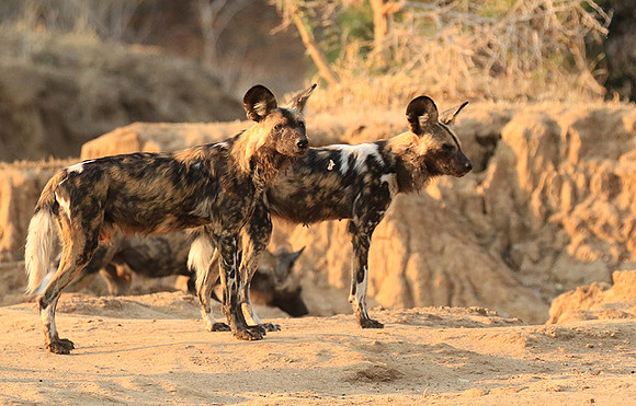 Mana Pools National Park