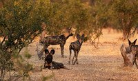 Tembo Plains