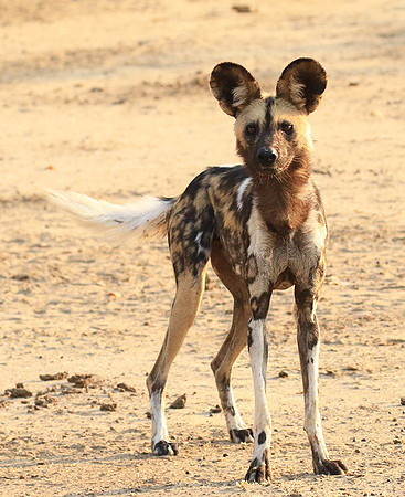 Mana Pools National Park
