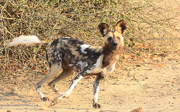 Mana Pools National Park