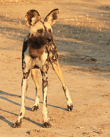 Mana Pools National Park