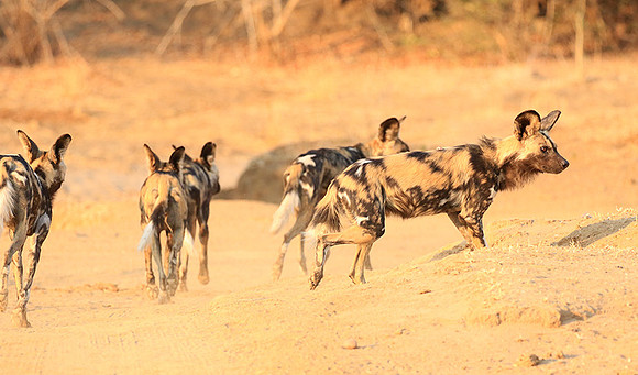 Mana Pools National Park