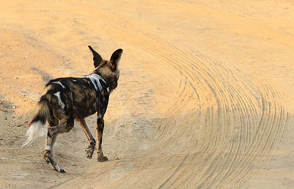 Mana Pools National Park