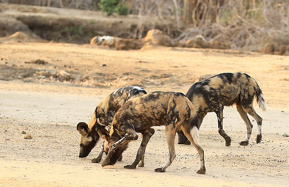 Mana Pools National Park