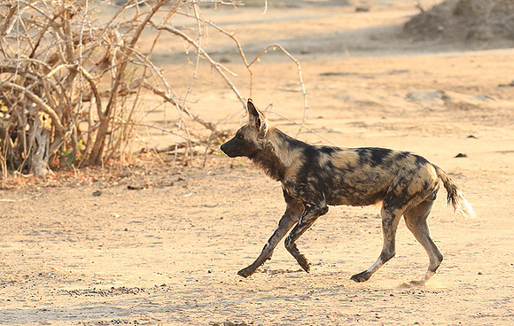Mana Pools National Park