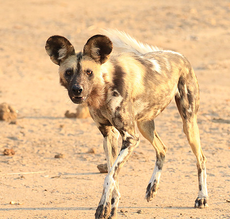 Mana Pools National Park