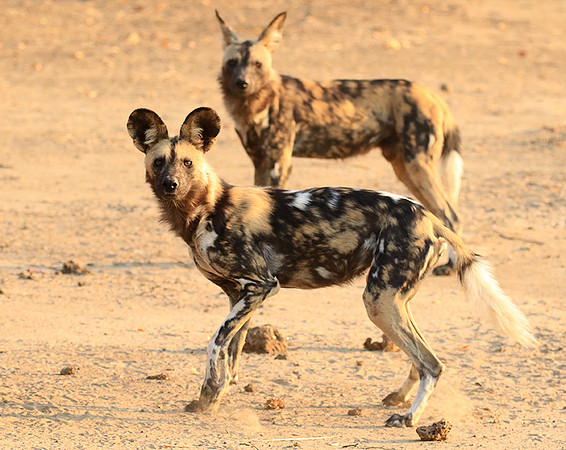 Mana Pools National Park