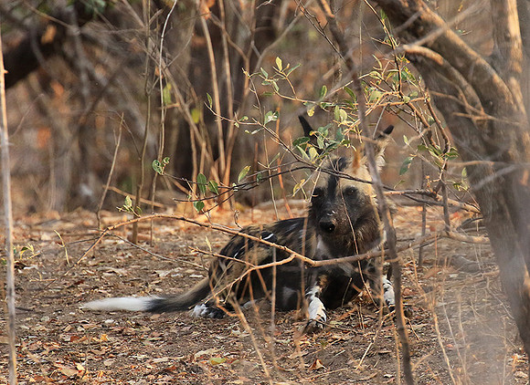 Mana Pools National Park