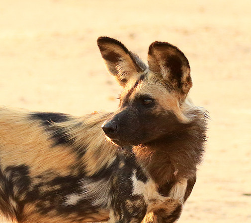 Mana Pools National Park