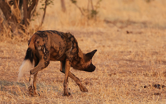 Tembo Plains