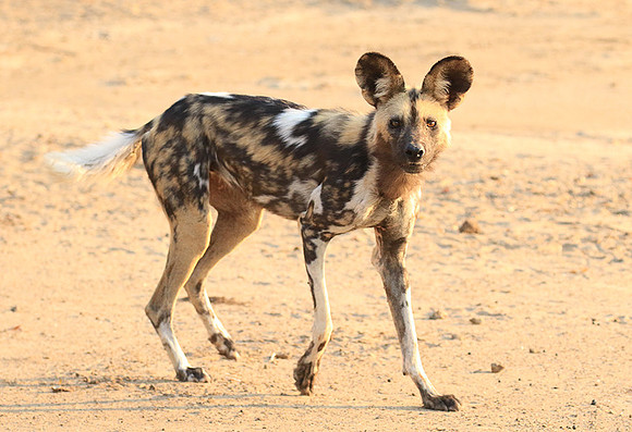 Mana Pools National Park