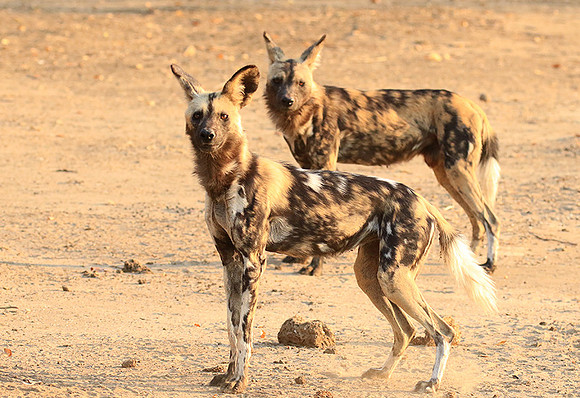Mana Pools National Park