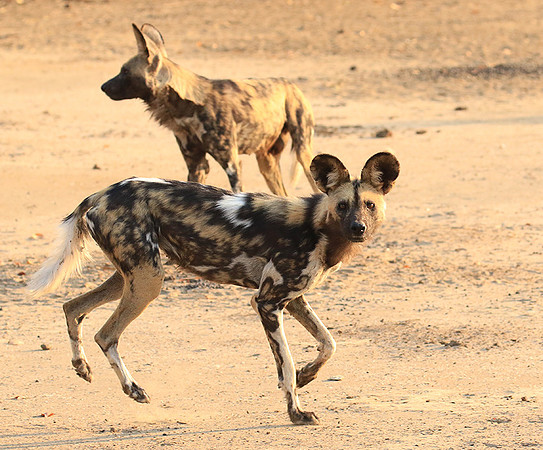 Mana Pools National Park