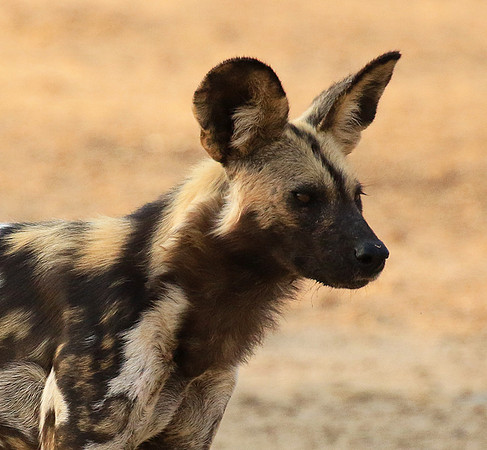 Mana Pools National Park