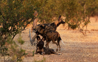 Tembo Plains