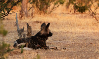 Tembo Plains
