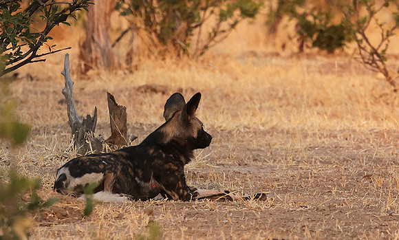 Tembo Plains