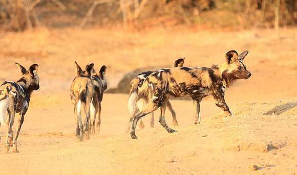 Mana Pools National Park