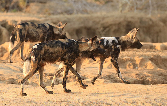 Mana Pools National Park