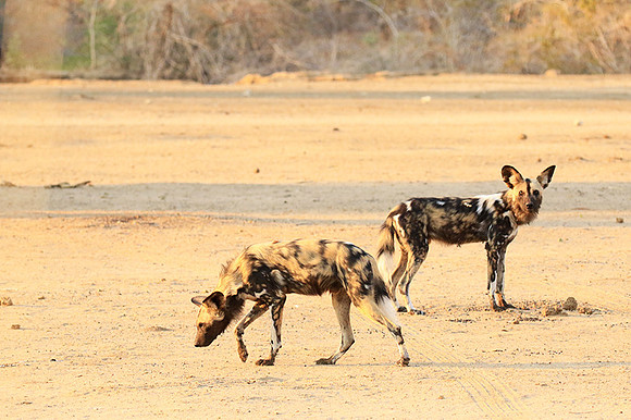 Mana Pools National Park
