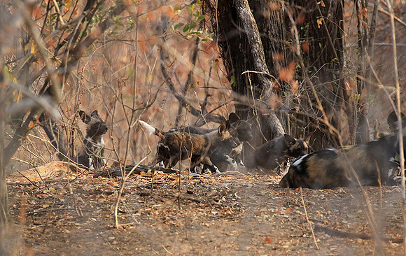 Mana Pools National Park