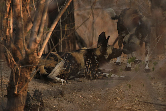 Mana Pools National Park