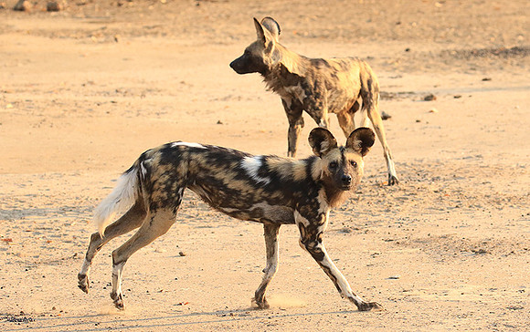 Mana Pools National Park